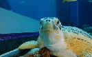 Das Atlanta-Aquarium | TV-Programm von TLC