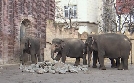 Elefant, Tiger & Co. | TV-Programm von NDR