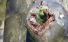 Globalisierung der Natur: Invasive Arten | TV-Programm von arte