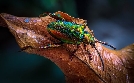 Tierische Überflieger | TV-Programm von zdfinfo
