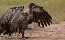 Tödliches Afrika | TV-Programm von n-tv