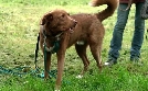 Der Hundeprofi - Rütters Team | TV-Programm von VOX
