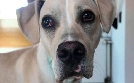 Der Hundeprofi - Rütters Team | TV-Programm von VOX