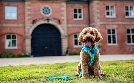 Unsere Hundeschule | TV-Programm von sixx