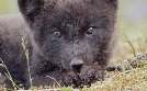 Abenteuer Wildnis | TV-Programm von BR