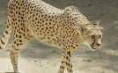 San Diego Zoo | TV-Programm von TLC