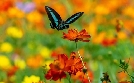 Die Farben der Tierwelt | TV-Programm von 3sat
