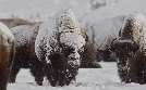 Die Rockies: Überleben in der Wildnis | TV-Programm von phoenix