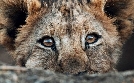 Tierkinder der Wildnis | TV-Programm von phoenix