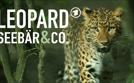 Leopard, Seebär & Co. | TV-Programm von BR