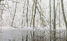 Unsere Wälder | TV-Programm von 3sat