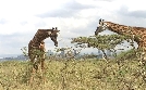 Kenia: Kein Platz für wilde Tiere | TV-Programm von 3sat