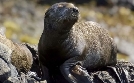 Ein Jahr in Kanadas Wildnis | TV-Programm von phoenix