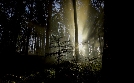 Unsere Wälder | TV-Programm von 3sat