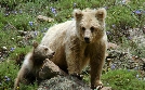 Abenteuer Wildnis | TV-Programm von BR