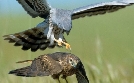 natur exclusiv | TV-Programm von BR