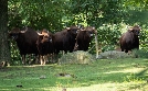 Bronx Zoo - Tierpark der Superlative | TV-Programm von TLC