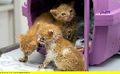 Wilde Miezen - Katzen allein unterwegs | TV-Programm von RBB