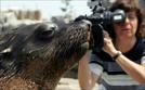 Seehund, Puma & Co. | TV-Programm von Das Erste