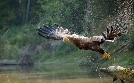 Wildes Österreich | TV-Programm von phoenix