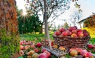 Geheimnisvoller Garten | TV-Programm von 3sat