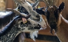 Tierisch schlau! | TV-Programm von arte