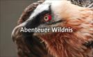 Abenteuer Wildnis | TV-Programm von BR