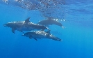 Naturparks in Portugal | TV-Programm von ARD alpha HD