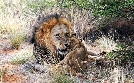 Von Kapstadt in die Kalahari - Südafrikas unbekannter Westen | TV-Programm von WDR