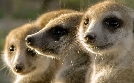 Die sozialen Netzwerke der Tiere | TV-Programm von arte