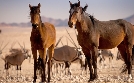 Afrikas Wilder Westen - Namibias Wüstenpferde | TV-Programm von 3sat