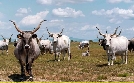 Der Süden der Toskana - Von San Gimignano zur Maremma | TV-Programm von WDR