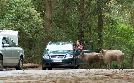 Hauptstadt der Wildschweine | TV-Programm von mdr