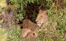 Die Großkatzen der Masai Mara | TV-Programm von 3sat