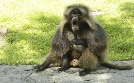 Bronx Zoo - Tierpark der Superlative | TV-Programm von TLC
