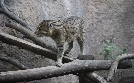 San Diego Zoo | TV-Programm von TLC