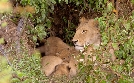 Die Großkatzen der Masai Mara | TV-Programm von 3sat