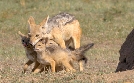 Die Großkatzen der Masai Mara | TV-Programm von 3sat