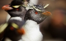 Wildes Patagonien | TV-Programm von phoenix