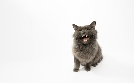 Der Katzenflüsterer | TV-Programm von TLC