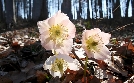 Pielach - Im Garten der Voralpen | TV-Programm von 3sat