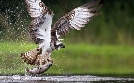 Der Sommer der Fischadler: Rückkehr nach Neuengland | TV-Programm von arte