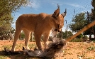 Das Waisenhaus für wilde Tiere | TV-Programm von RBB