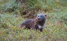 Wildnis Europa | TV-Programm von 3sat