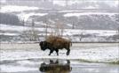 Yellowstone - Park der Extreme  | Sa 13.07. 20:15 arte