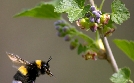Hummeln - Bienen im Pelz | TV-Programm von 3sat