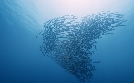Into the Blue – Indonesiens Unterwasserparadiese | TV-Programm von phoenix