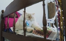 Der Katzenflüsterer | TV-Programm von TLC