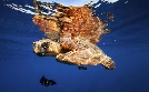 Expeditionen ins Tierreich | TV-Programm von NDR