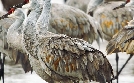 Die Prärie - Rückkehr der Wildnis | TV-Programm von phoenix